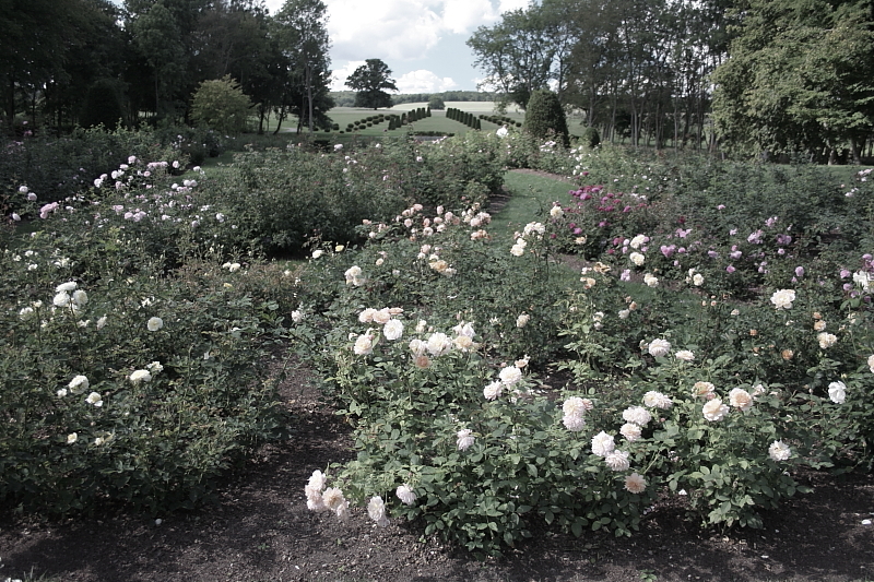 Garten Marihn